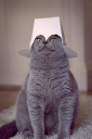 Cat API connector icon